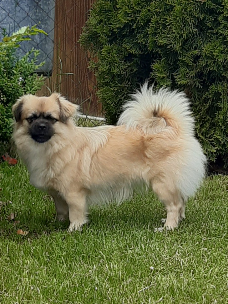 Daisy Perla mahagon
